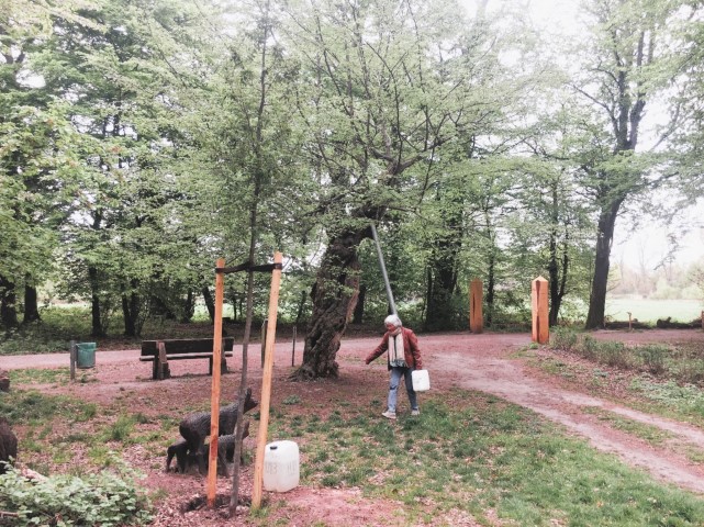 Hainbuche